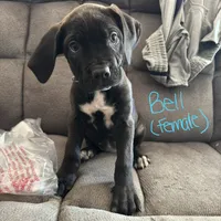 Bell, a female Cane Corso for sale in Winston-Salem, NC – 1 of 2