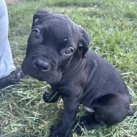 Bell, a female Cane Corso for sale in Winston-Salem, NC – 2 of 2