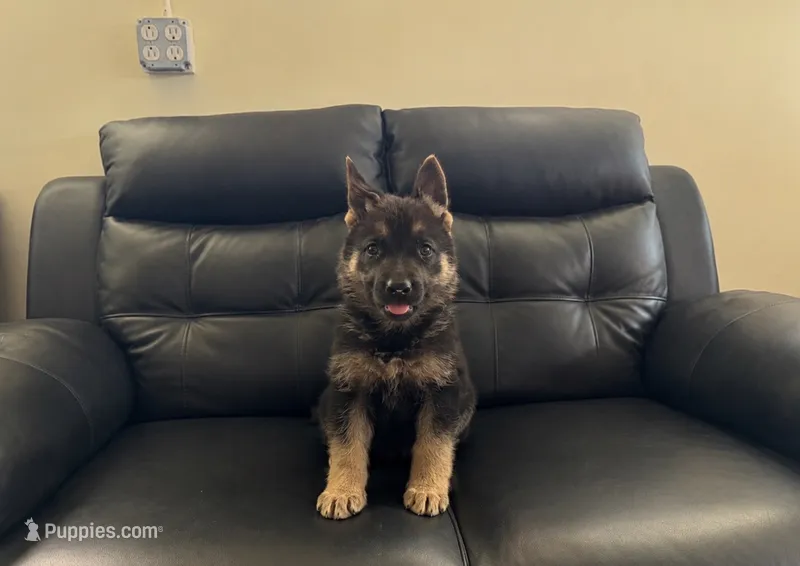 To be named  – German Shepherd Dog puppy for sale in Dearborn, MI