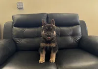 To be named , a male German Shepherd Dog for sale in Dearborn, MI – 1 of 1