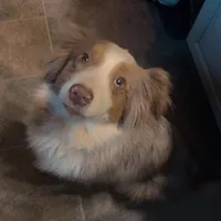 Hazel, a female Miniature Australian Shepherd for sale in Virginia Beach, VA – Photo 3 of 5