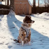 Hazel, a female Miniature Australian Shepherd for sale in Virginia Beach, VA – Photo 4 of 5