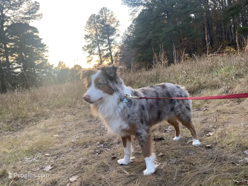 Hazel – Miniature Australian Shepherd puppy for sale in Virginia Beach, VA