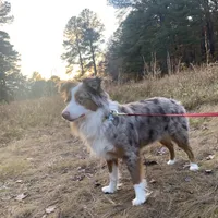 Hazel, a female Miniature Australian Shepherd for sale in Virginia Beach, VA – Photo 1 of 5