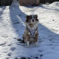 Hazel, a female Miniature Australian Shepherd for sale in Virginia Beach, VA – Photo 2 of 5
