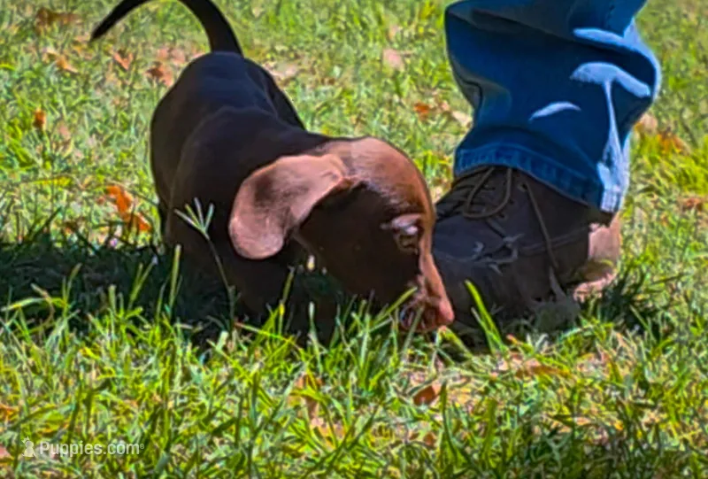 Charlie  – Miniature Dachshund puppy for sale in Queen Creek, AZ