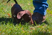 Charlie , a male Miniature Dachshund for sale in Queen Creek, AZ – Photo 1 of 4