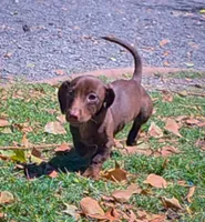 Charlie , a male Miniature Dachshund for sale in Queen Creek, AZ – Photo 3 of 4