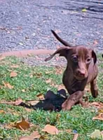 Charlie , a male Miniature Dachshund for sale in Queen Creek, AZ – Photo 2 of 4
