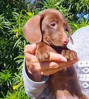 Charlie , a male Miniature Dachshund for sale in Queen Creek, AZ – Photo 4 of 4