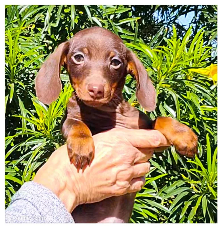 Sam – Miniature Dachshund puppy for sale in Queen Creek, AZ
