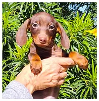 Sam, a male Miniature Dachshund for sale in Queen Creek, AZ – Photo 1 of 4