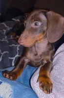 Sam, a male Miniature Dachshund for sale in Queen Creek, AZ – Photo 2 of 4