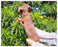 Sam, a male Miniature Dachshund for sale in Queen Creek, AZ – Photo 3 of 4