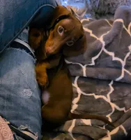 Sam, a male Miniature Dachshund for sale in Queen Creek, AZ – Photo 4 of 4