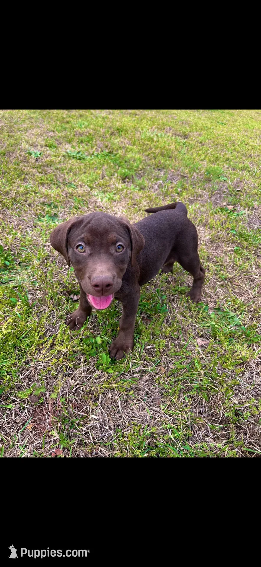Winnie, a female American Bully and Labrador Retriever for sale in Jackson, GA – Photo 4 of 5