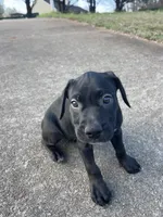 No name, a female American Bully and Labrador Retriever for sale in Jackson, GA – Photo 2 of 6