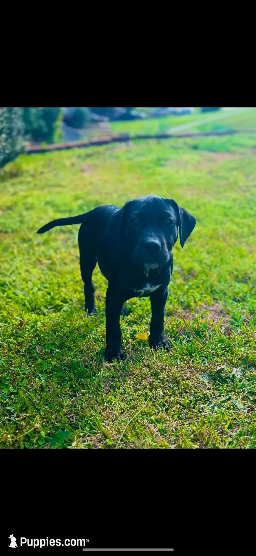 Spade, a female American Bully and Labrador Retriever for sale in Jackson, GA – Photo 2 of 6