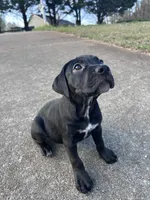 No name, a female American Bully and Labrador Retriever for sale in Jackson, GA – Photo 3 of 6