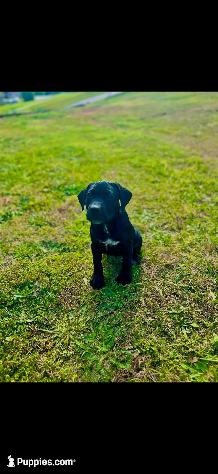 Spade – American Bully, Labrador Retriever puppy for sale in Jackson, GA