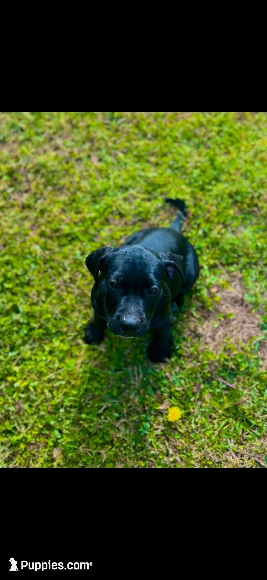 Spade, a female American Bully and Labrador Retriever for sale in Jackson, GA – Photo 3 of 6