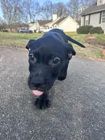 No name, a female American Bully and Labrador Retriever for sale in Jackson, GA – Photo 5 of 6