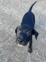 No name, a female American Bully and Labrador Retriever for sale in Jackson, GA – Photo 4 of 6