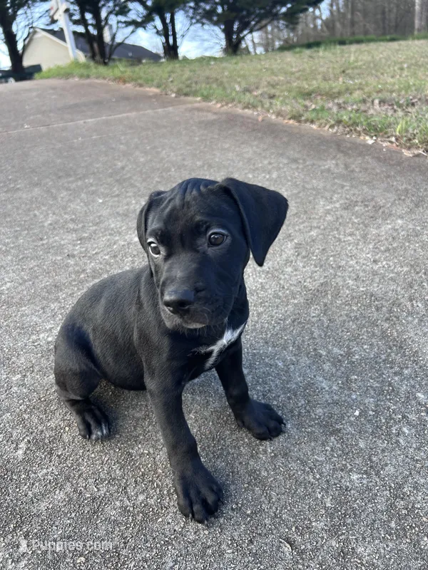 No name – American Bully, Labrador Retriever puppy for sale in Jackson, GA