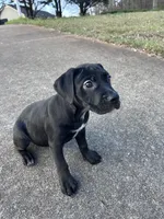 No name, a female American Bully and Labrador Retriever for sale in Jackson, GA – Photo 6 of 6