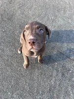 No name , a female American Bully and Labrador Retriever for sale in Jackson, GA – Photo 2 of 4