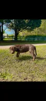 Bella , a female American Bully and Labrador Retriever for sale in Jackson, GA – Photo 4 of 4