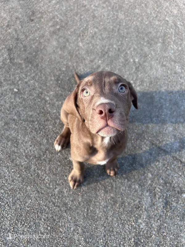 No name  – American Bully, Labrador Retriever puppy for sale in Jackson, GA