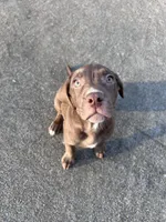No name , a female American Bully and Labrador Retriever for sale in Jackson, GA – Photo 1 of 4