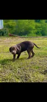 Bella , a female American Bully and Labrador Retriever for sale in Jackson, GA – Photo 3 of 4