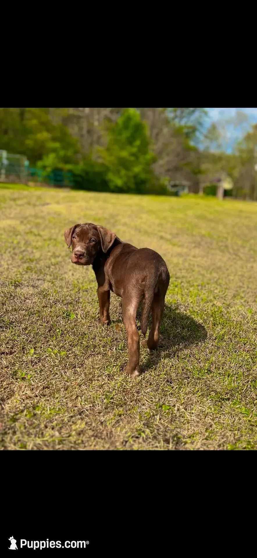 Bella  – American Bully, Labrador Retriever puppy for sale in Jackson, GA