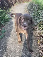 No name , a female American Bully and Labrador Retriever for sale in Jackson, GA – Photo 4 of 4
