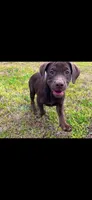 Winnie, a female American Bully and Labrador Retriever for sale in Jackson, GA – Photo 3 of 5