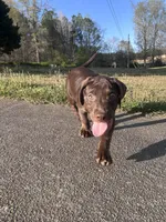 Winnie, a female American Bully and Labrador Retriever for sale in Jackson, GA – Photo 5 of 5