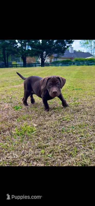Winnie – American Bully, Labrador Retriever puppy for sale in Jackson, GA