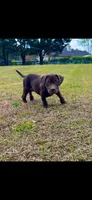 Winnie, a female American Bully and Labrador Retriever for sale in Jackson, GA – Photo 1 of 5