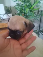 Lulu, a female Pug for sale in San Bernardino, CA – 3 of 5