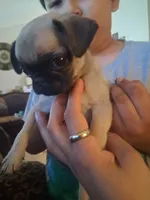 Tigre, a male Pug for sale in San Bernardino, CA – 7 of 7