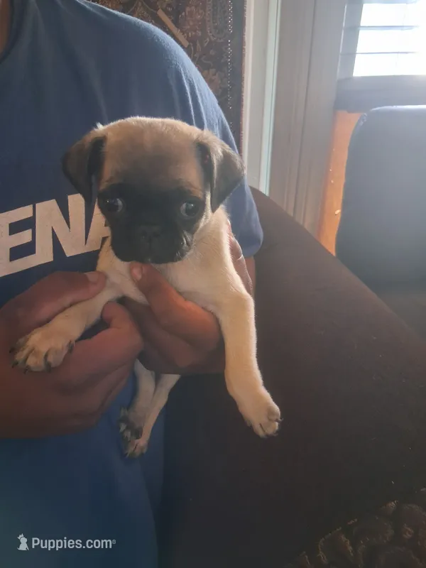 Wash my belly  – Pug puppy for sale in San Bernardino, CA