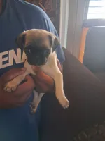Wash my belly, a male Pug for sale in San Bernardino, CA – 7 of 7