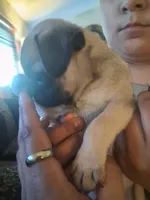 Tigre, a male Pug for sale in San Bernardino, CA – 2 of 7