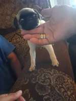 Wash my belly, a male Pug for sale in San Bernardino, CA – 2 of 7