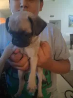 Tigre, a male Pug for sale in San Bernardino, CA – 5 of 7