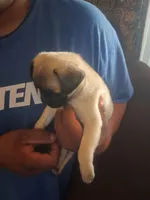 Wash my belly, a male Pug for sale in San Bernardino, CA – 4 of 7
