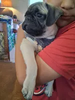 Belly baby, a male Pug for sale in San Bernardino, CA – 4 of 5