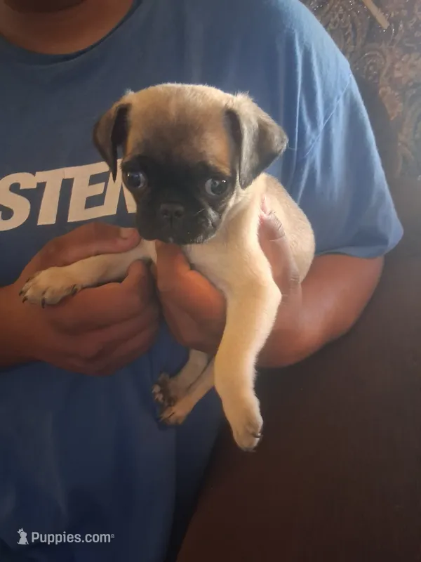 Wash my belly – Pug puppy for sale in San Bernardino, CA